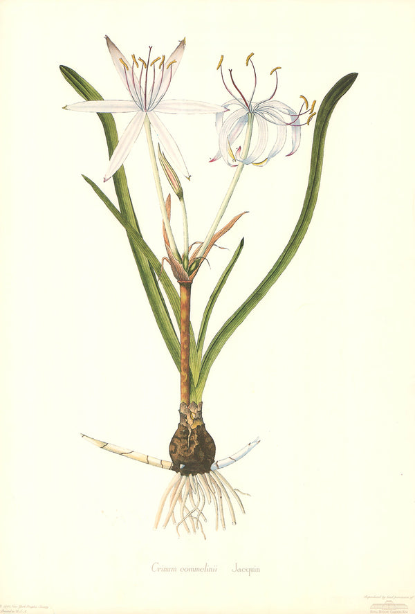 Crinum Commelinii by Nikolaus von Jacquin - 14 X 21 Inches (Art Print)