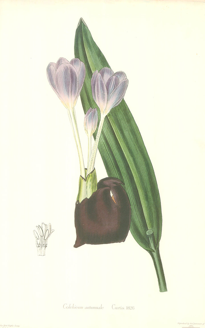 Colchicum Autumnale, 1808 Sydenham Edwards - 14 X 21 Inches (Art Print)