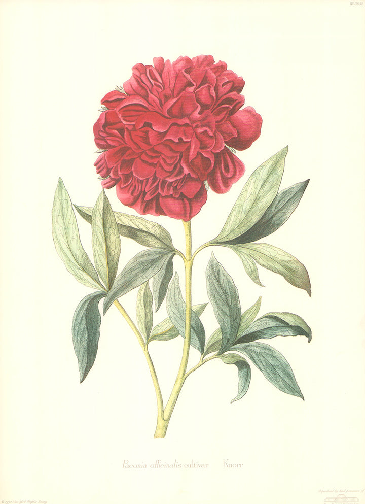 Paeonia Officinalis Cultivar by Knorr - 13 X 18 Inches (Art Print)