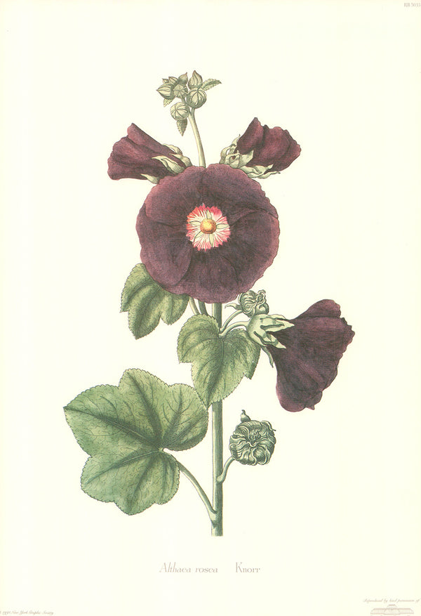 Althaea Rosea by Knorr - 12 X 18 Inches (Art Print)