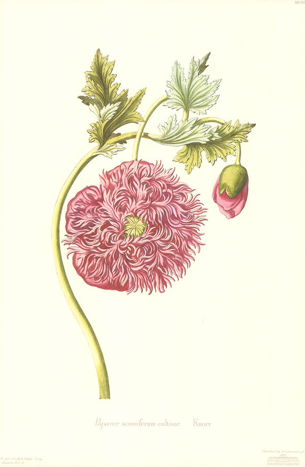 Papaver Somniferum Cultivar by Knorr - 12 X 19 Inches (Art Print)