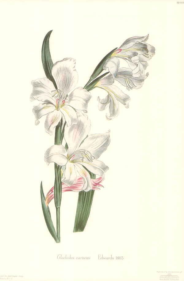 Gladiolus Carneus, 1803 by Edwards - 12 X 18 Inches (Art Print)