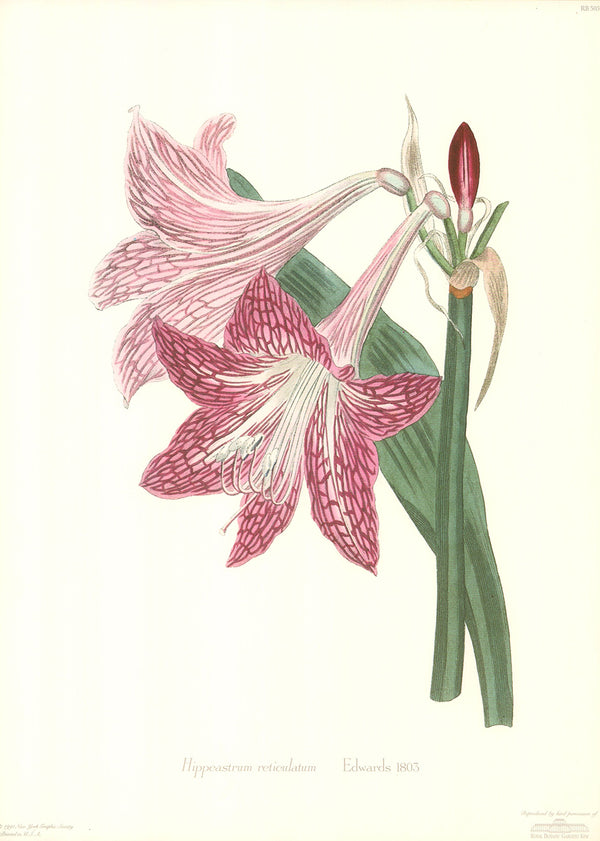 Hippeastrum Reticulatum, 1803 by Edwards - 13 X 18 Inches (Art Print)