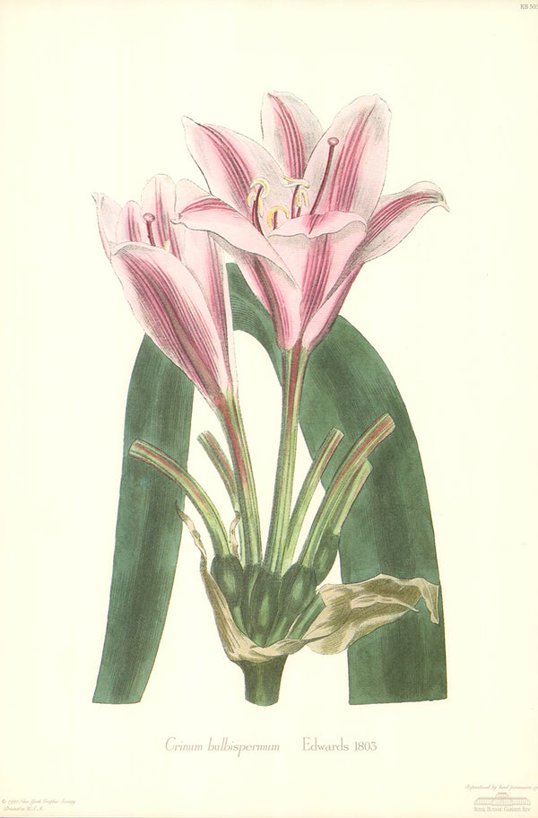 Crinum Bulbispermum, 1803 by Edwards - 12 X 18 Inches (Art Print)