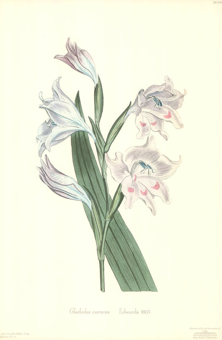 Gladiolus Carneus, 1803 by Edwards - 12 X 18 Inches (Art Print)