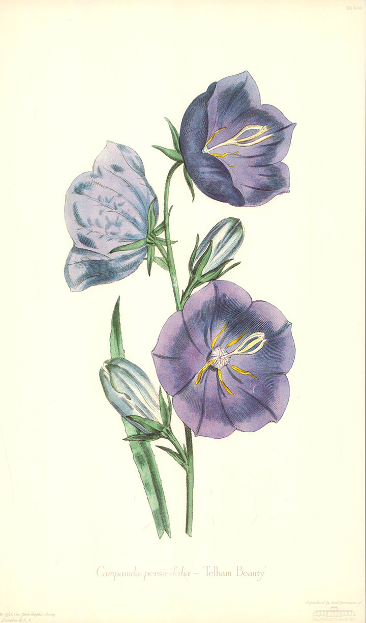 Campanula Persicifolia by Telham - 11 X 18 Inches (Art Print)