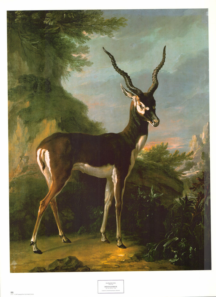 Indian Blackbuck by Jean-Baptiste Oudry - 26 X 35 Inches (Art Print)