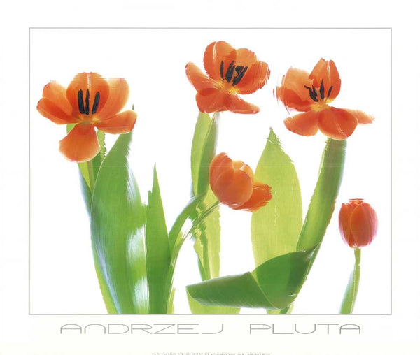 Orange Tulips by Andrzej Pluta - 24 X 28 Inches (Art Print)