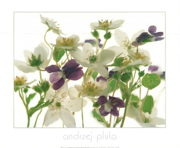 Spring Suit I by Andrzej Pluta - 20 X 24 Inches (Art Print)