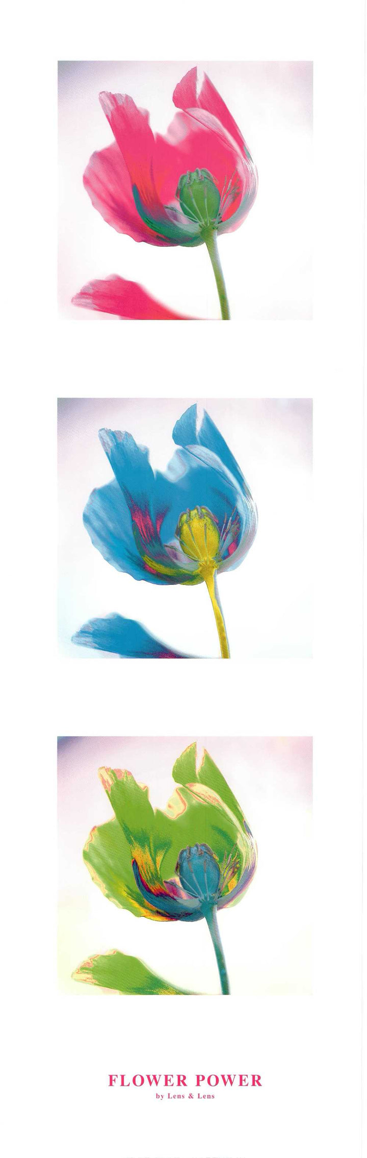 Flower Power by Lens & Lens - 12 X 36 Inches (Art Print)