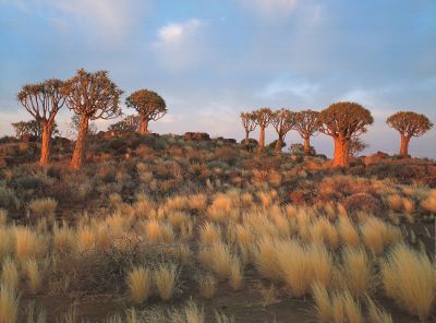 Trees in the Kalahari Desert, South-East of Namibia by Michael Martin - 24 X 32 Inches (Art Print)