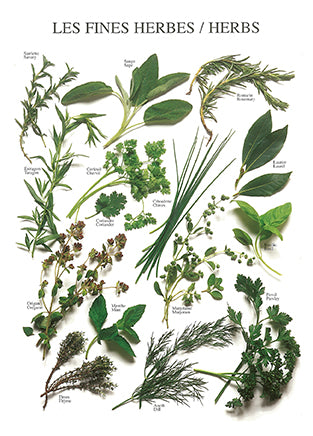 Herbs by Atelier Nouvelles Images - 4 X 6 Inches (10 Postcards)