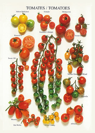 Tomatoes by Atelier Nouvelles Images - 4 X 6 Inches (10 Postcards)