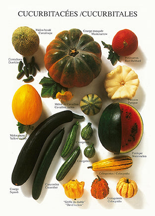 Cucurbitales by Atelier Nouvelles Images - 4 X 6 Inches (10 Postcards)