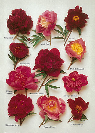 Peonies by Roger Phillips - 4 X 6 Inches (10 Postcards)