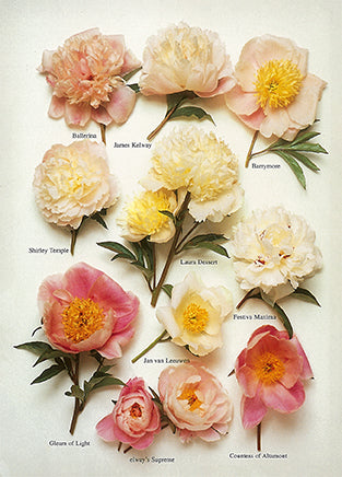 Peonies by Roger Phillips - 4 X 6 Inches (10 Postcards)