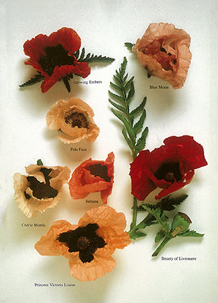 Poppies by Roger Phillips - 4 X 6 Inches (10 Postcards)