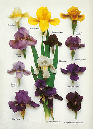 Iris by Roger Phillips - 4 X 6 Inches (10 Postcards)