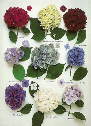 Hydrangeas by Roger Phillips - 4 X 6 Inches (10 Postcards)