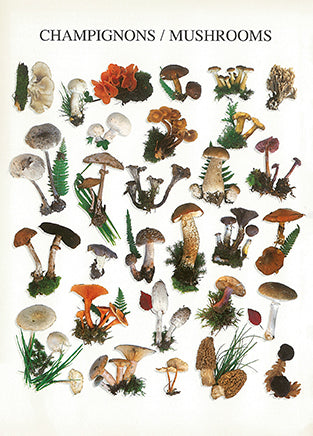 Mushrooms by Atelier Nouvelles Images - 4 X 6 Inches (10 Postcards)