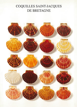 Breton Scallops by Atelier Nouvelles Images - 4 X 6 Inches (10 Postcards)