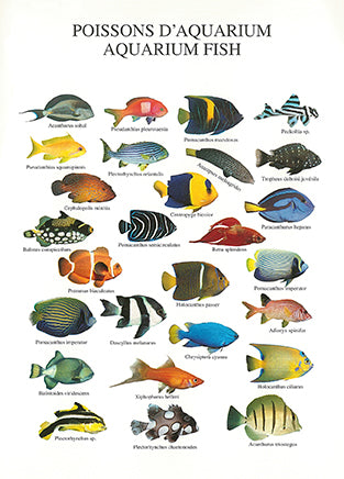 Aquarium Fish by Atelier Nouvelles Images - 4 X 6 Inches (10 Postcards)