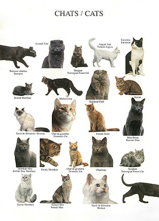 Cats by Atelier Nouvelles Images - 4 X 6 Inches (10 Postcards)