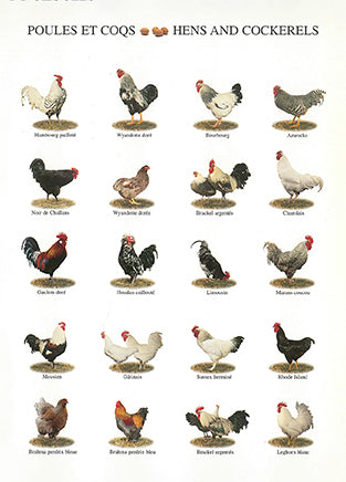 Hens and Cockerels by Atelier Nouvelles Images - 4 X 6 Inches (10 Postcards)