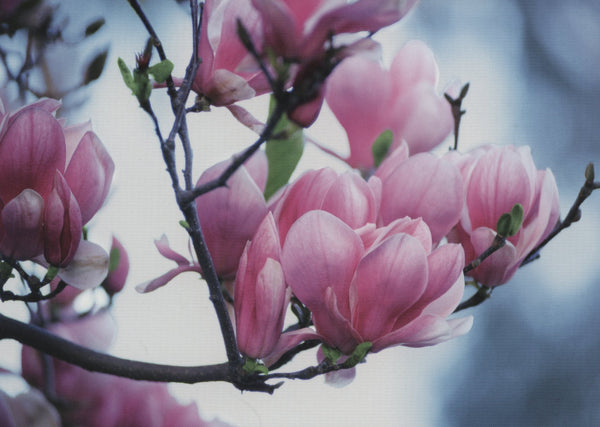 Magnolie by Botanica - 4 X 6 Inches (10 Postcards)