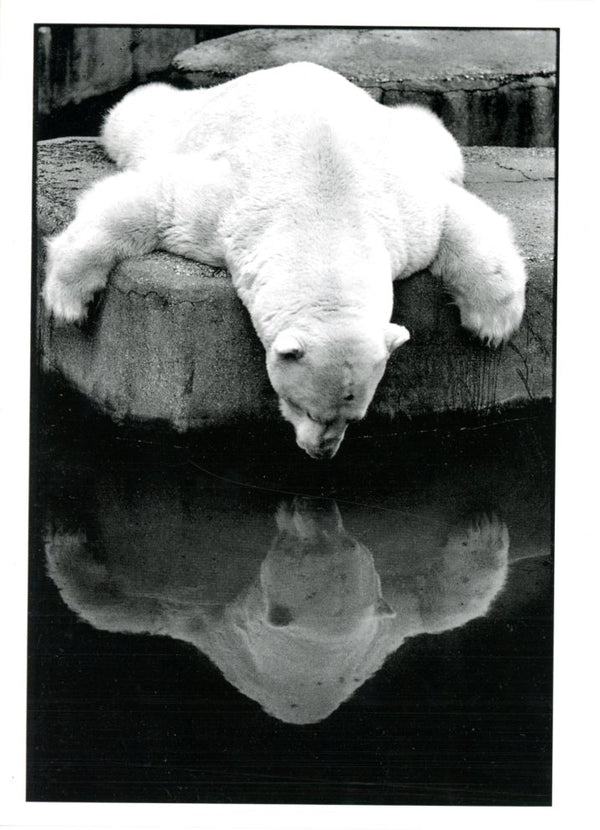 Zoo de Vincennes, 1988 by Loic Gibet (Greeting Cards)