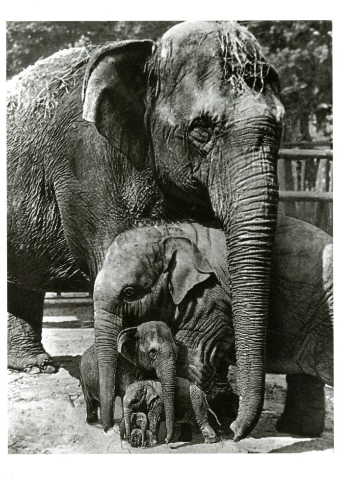 Pyramide d'éléphants by F. Seidenstucker (Greeting Cards)