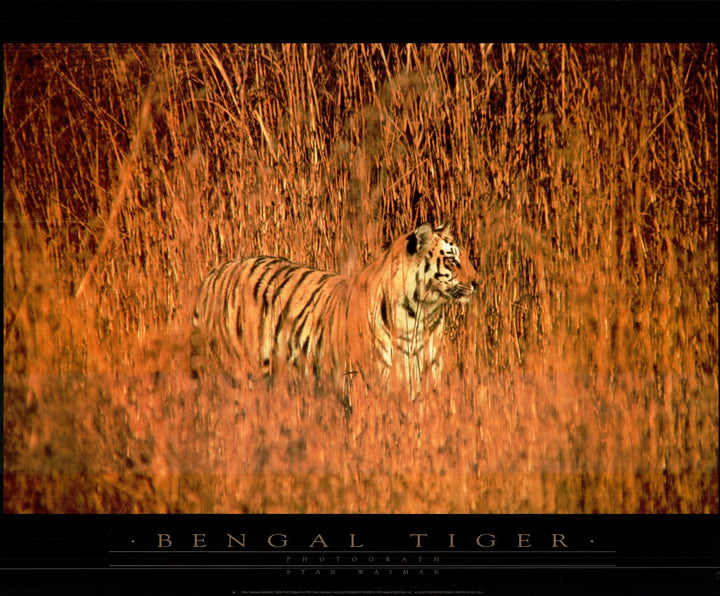 Bengal Tiger by Stan Wayman - 24 X 32 Inches (Art Print)
