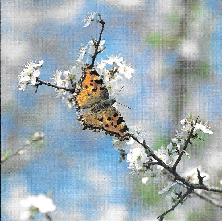 Papillon by Laurent Bessol - 6 X 6 Inches (10 Postcards)