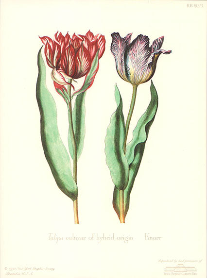 Tulipa cultivar of hybrid origin by Knorr - 8 X 7 Inches (Art Print)