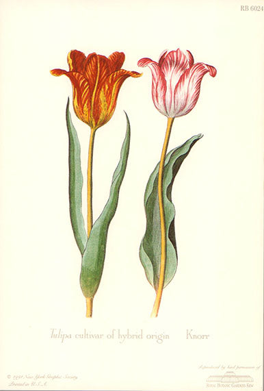 Tulipa cultivar of hybrid origin by Knorr - 8 X 6 Inches (Art Print)