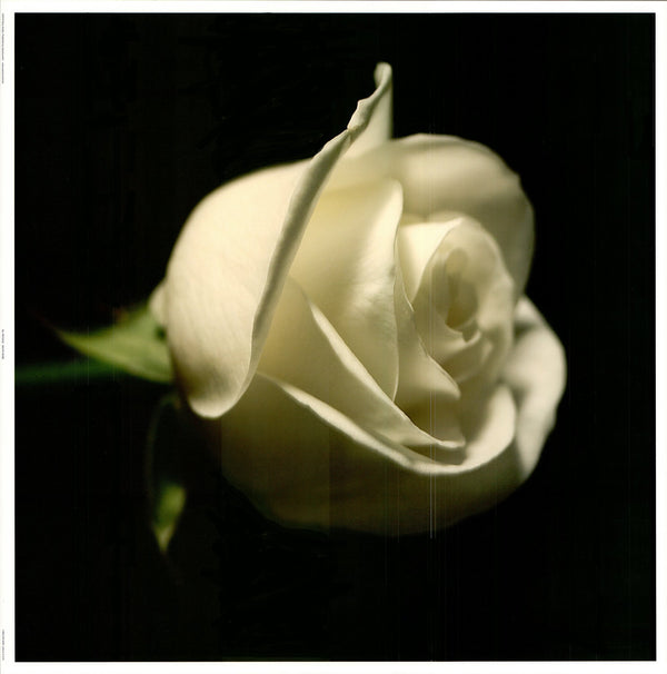 White Rose by Lynn Metcalf - 24 X 24 Inches (Art Print)
