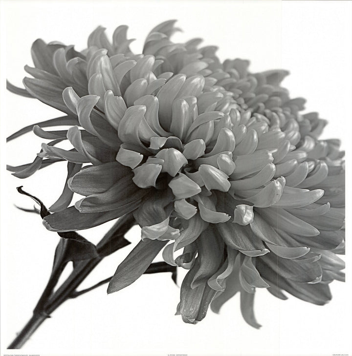 Chrysanthemum I by Rory Gullan - 24 X 24 Inches (Art Print)