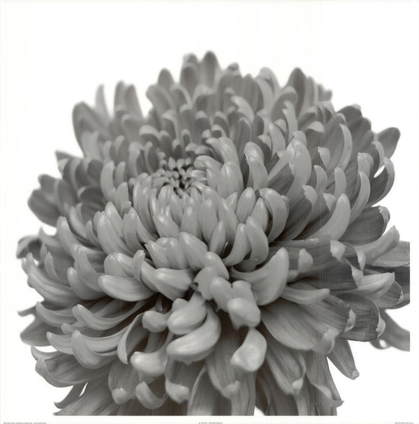 Chrysanthemum II by Rory Gullan - 24 X 24 Inches (Art Print)