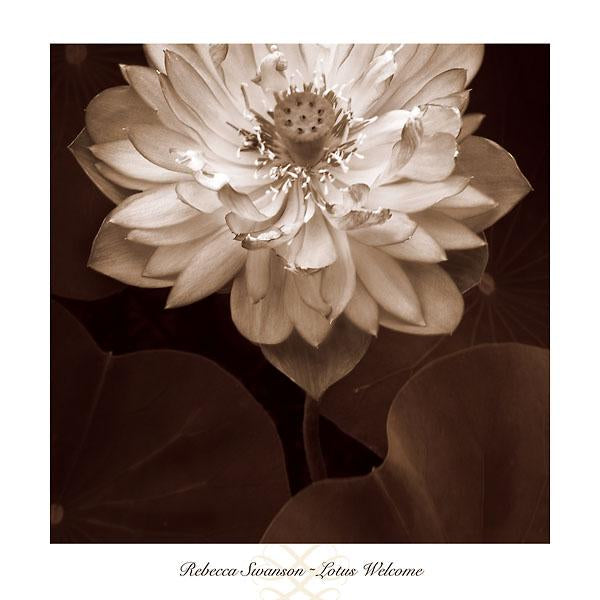 Lotus Welcome by Rebecca Swanson - 24 X 24 Inches (Art Print)