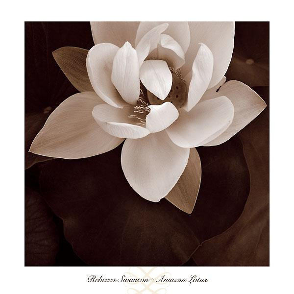 Amazon Lotus by Rebecca Swanson - 24 X 24 Inches (Art Print)