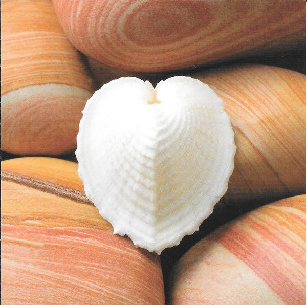 Shell on Pebbles by Laurent Pinsard - 6 X 6 Inches (10 Postcards)