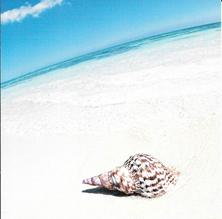 Shell on the Beach - 6 X 6 Inches (10 Postcards) (Copy)