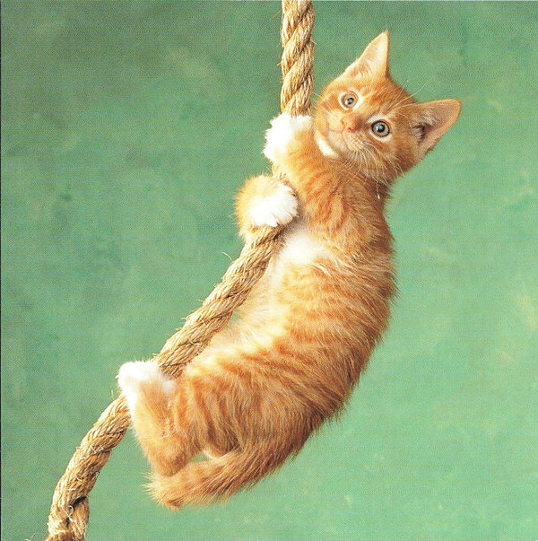 Sporty Kitten by GK & Vikki Hart - 6 X 6 Inches (10 Postcards)