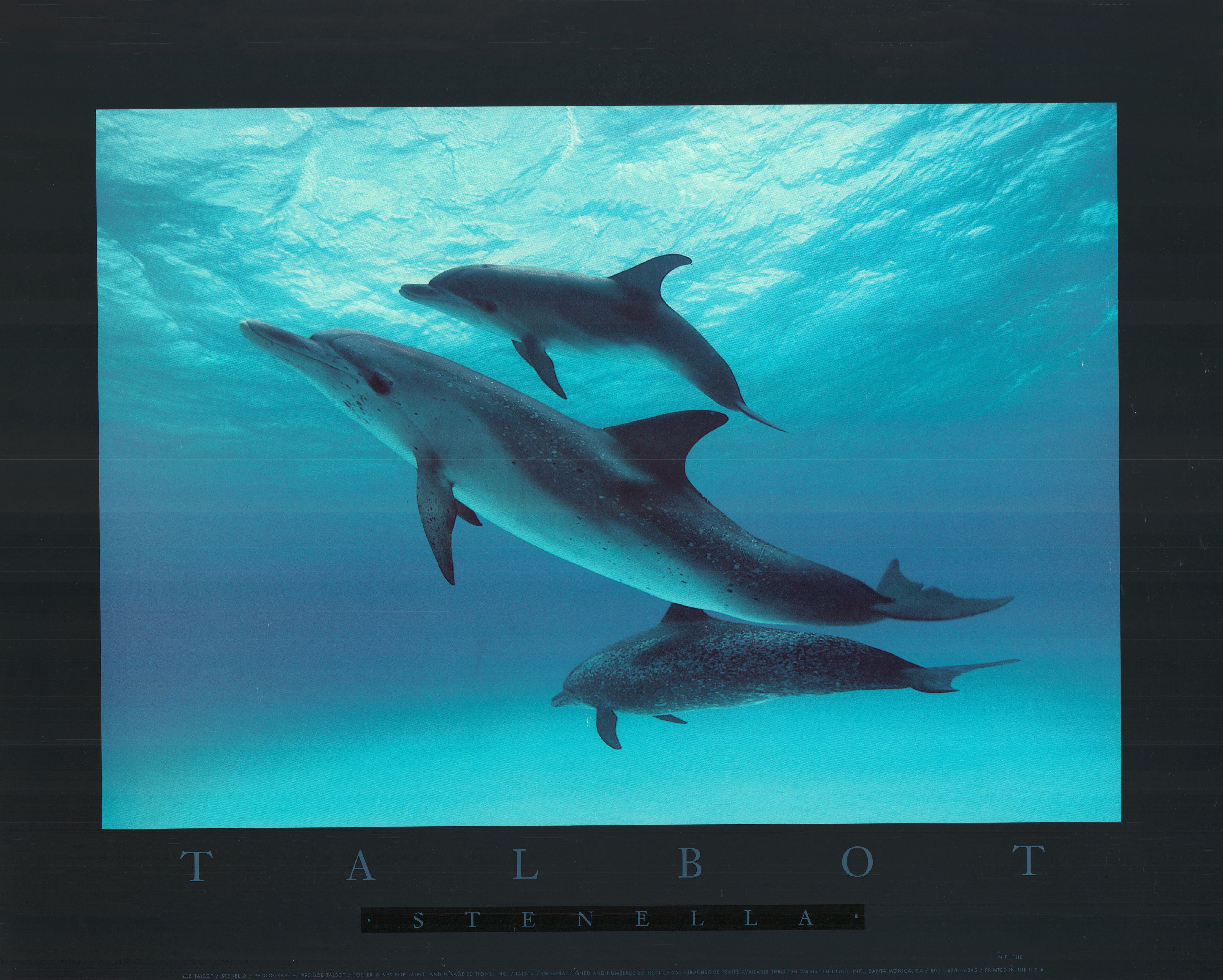 Megaptera, 1987 by Bob Talbot - 18 X 24 Inches (Offset Lithograph