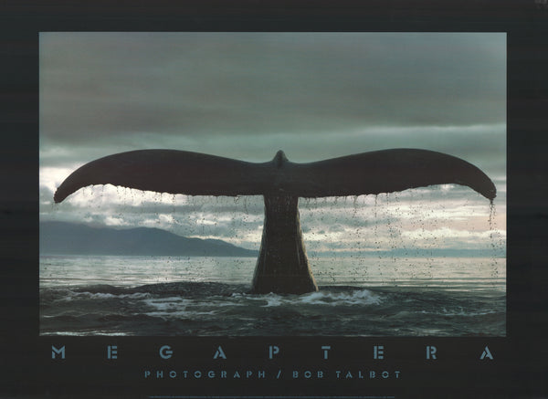 Megaptera by Bob Talbot - 24 X 33 Inches (Offset Lithograph