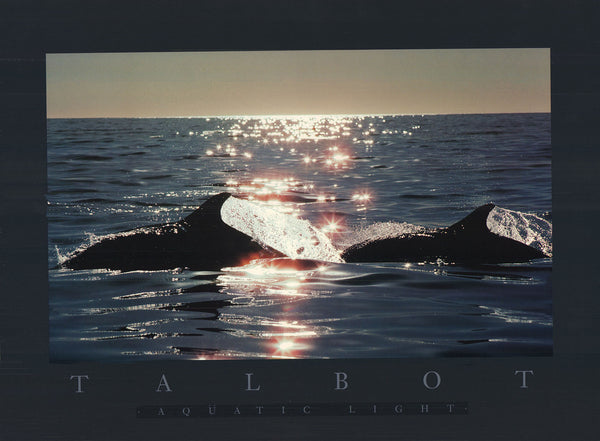 Aquatic Light, 1991 by Bob Talbot - 18 X 24 Inches (Art Print)
