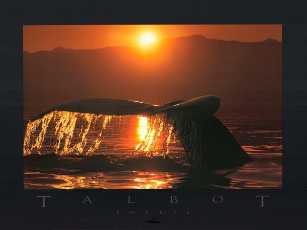 Soleil, Humpback Whale (Megaptera) by Bob Talbot - 18 X 24 Inches (Art Print)