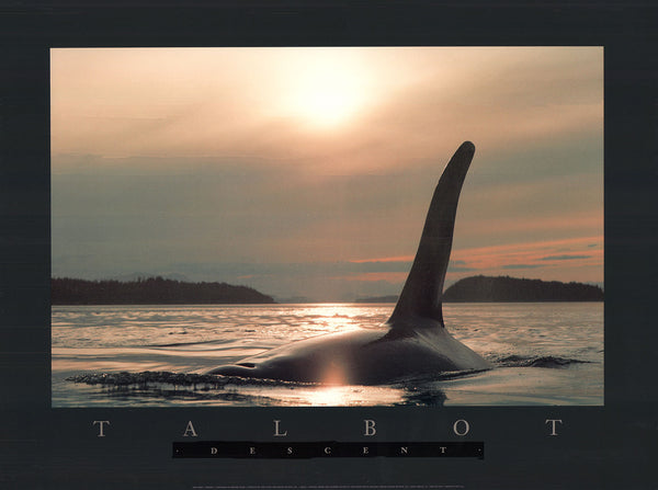 TALSP28-Descent-1988-by-Bob-