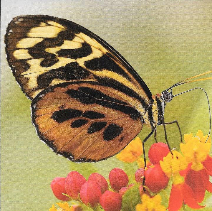 Tithorea Harmonia by Pete Oxford - 6 X 6 Inches (10 Postcards)