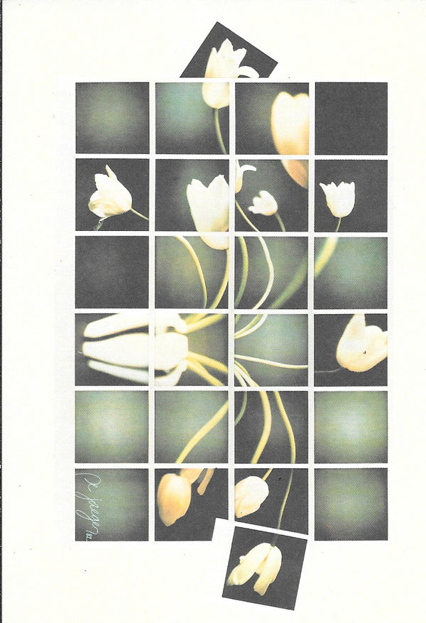 Tulipes pour Sam by Stefan de Jeager - 4 X 6 Inches (10 Postcards)